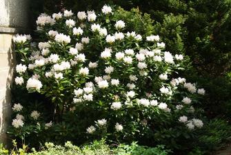 rododendron