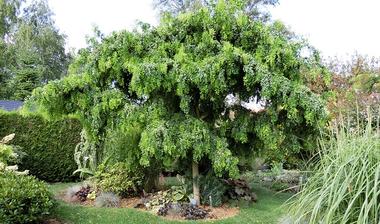 robinia twisty baby - pokruteny agat