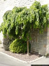 robinia twisty baby - pokruteny agat