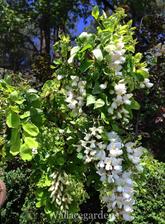 robinia twisty baby - pokruteny agat