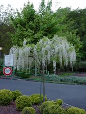 biela wisteria na kmienku