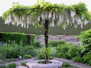 biela wisteria na kmienku