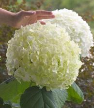 hortenzia strong anabelle