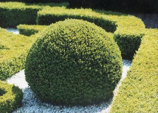 buxus