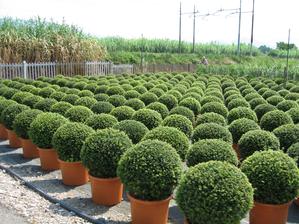 buxus