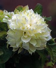 plamienok duchesse of edinburgh
