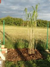 Jedna z nejvyšších okrasných trav Miscanthus floridulus 'Giganteus'