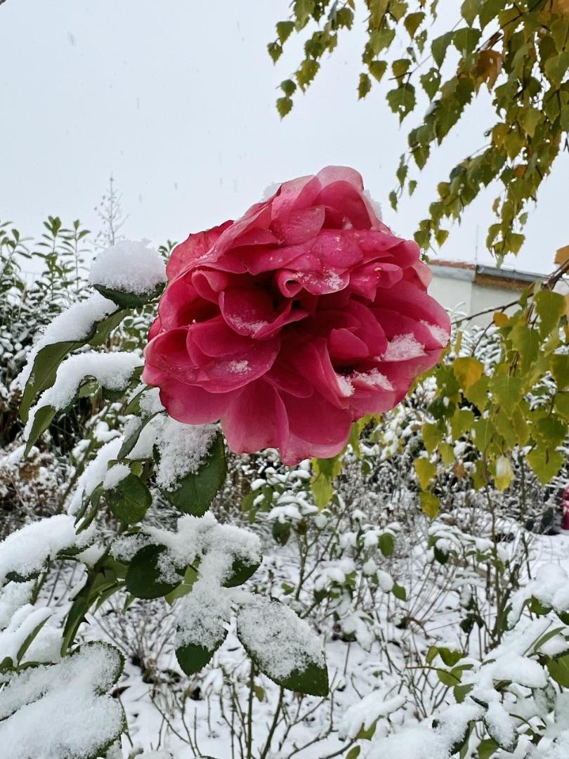 Naše L-ko 2023 - Ruže sú tak vytrvalé, až dokiaľ ich sneh neprikryje