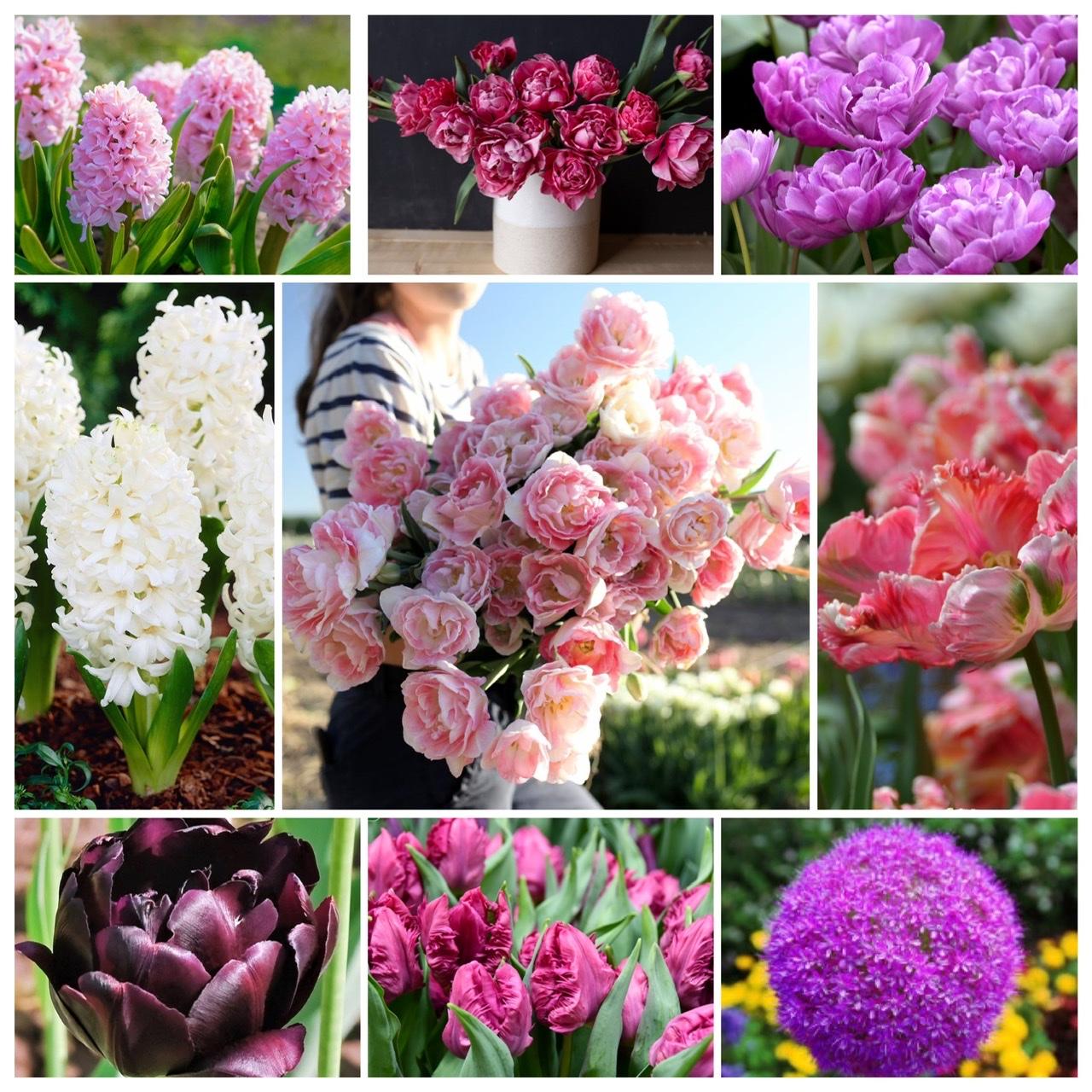 Naše L-ko 2022 - Zasadené variácie tulipánov a hyacintov, cesnakov ku bazénu a predzahrádky. Už dávam len plnokveté pivonkové tulipány. Farby od lososovej, jemne ružovej, cyklamenove po fialkovu a tmavovínovú, bielu.