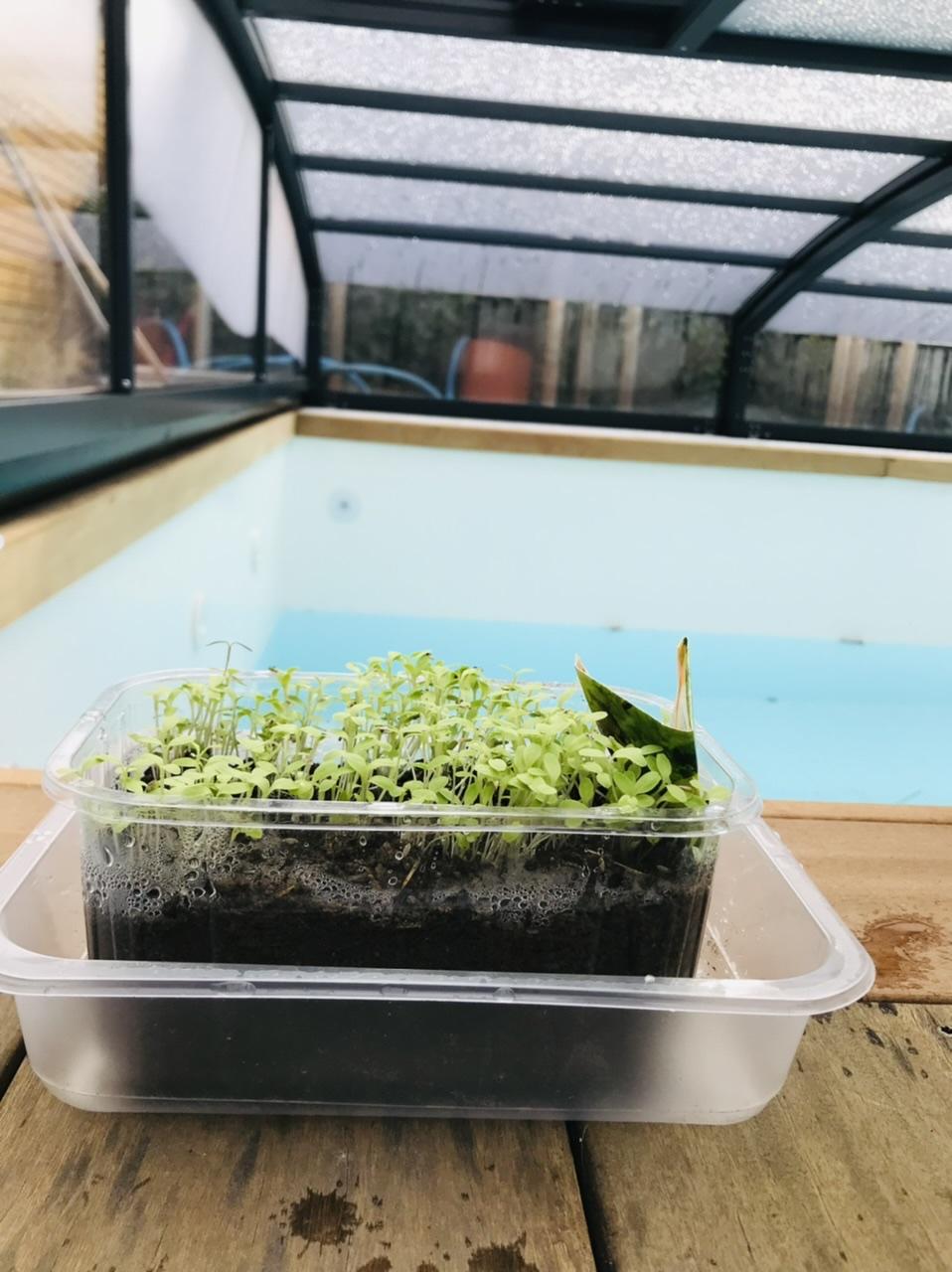 Naše L-ko 2022 - Pod krytom bazéna pestujem sadeničky ladoveho šalátu