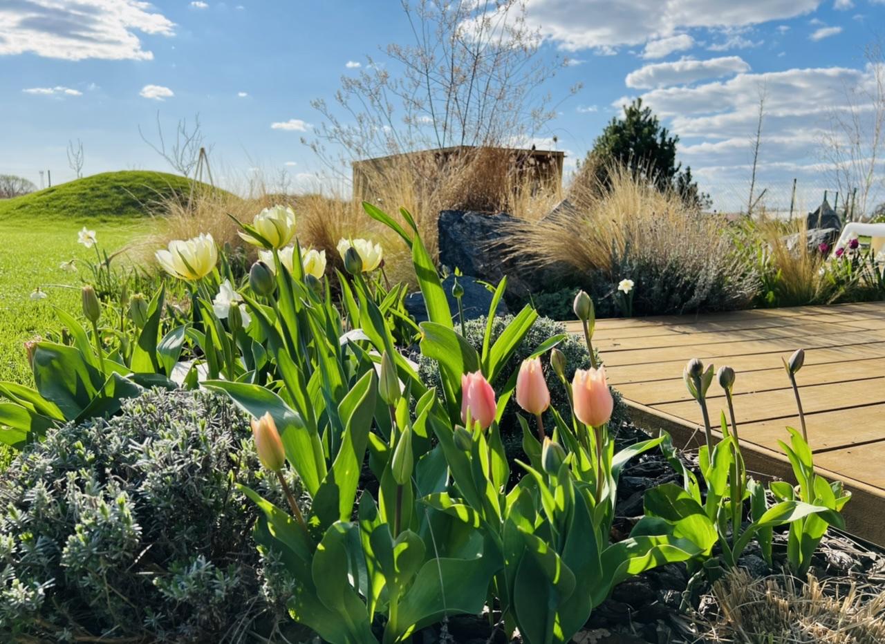 Naše L-ko 2022 - Bočný trvalkovo tulipánový záhon pri domčeku