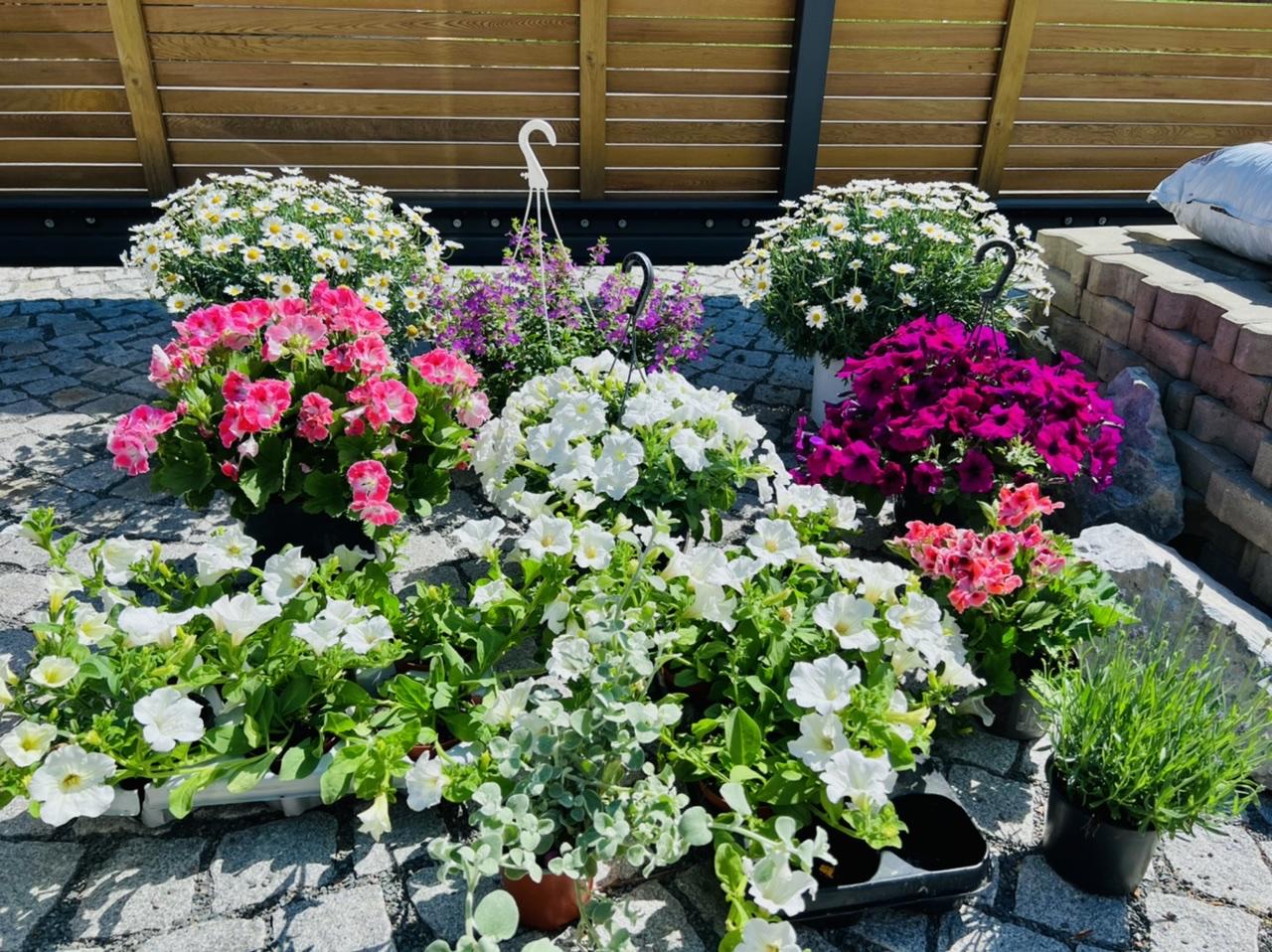 Naše L-ko 2022 - Návšteva záhradníctva - jarné / letné kvietky do kvetináčov pred dom a na terasu
