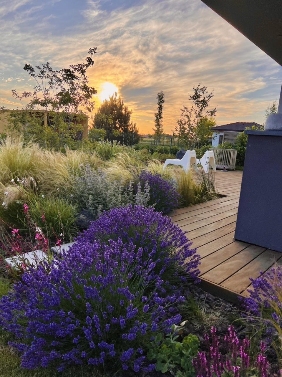 Naše L-ko 2022 - Západ slnka na záhrade - drevený chodníček ku zadnej spálňovej terase lemovaný trvalkami. Levandule a ich posledné dni kvitnutia.