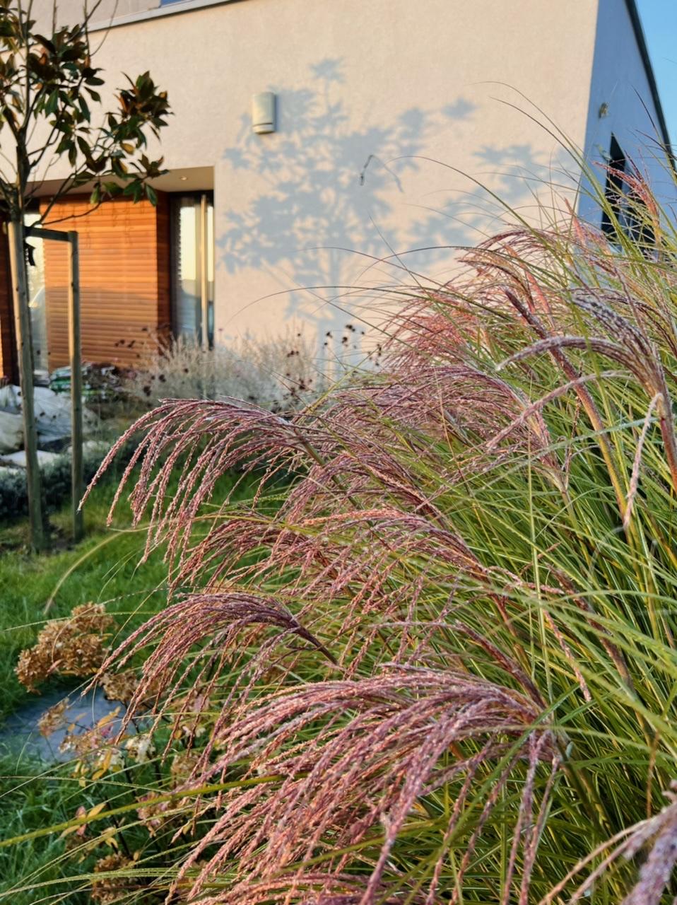 Naše L-ko 2022 - okrasné trávy pred domom na jeseň