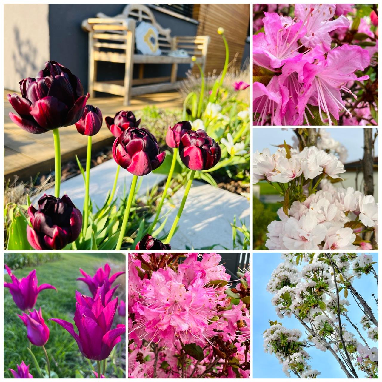 Naše L-ko 2023 - Kvety na záhrade v květnu, tulipány, sakury a rhododendróny
