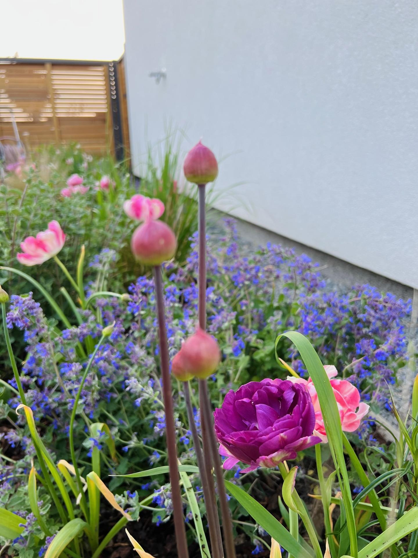 Naše L-ko 2023 - máj - tulipány a mladé trvalky okolo domu - predzahrádka