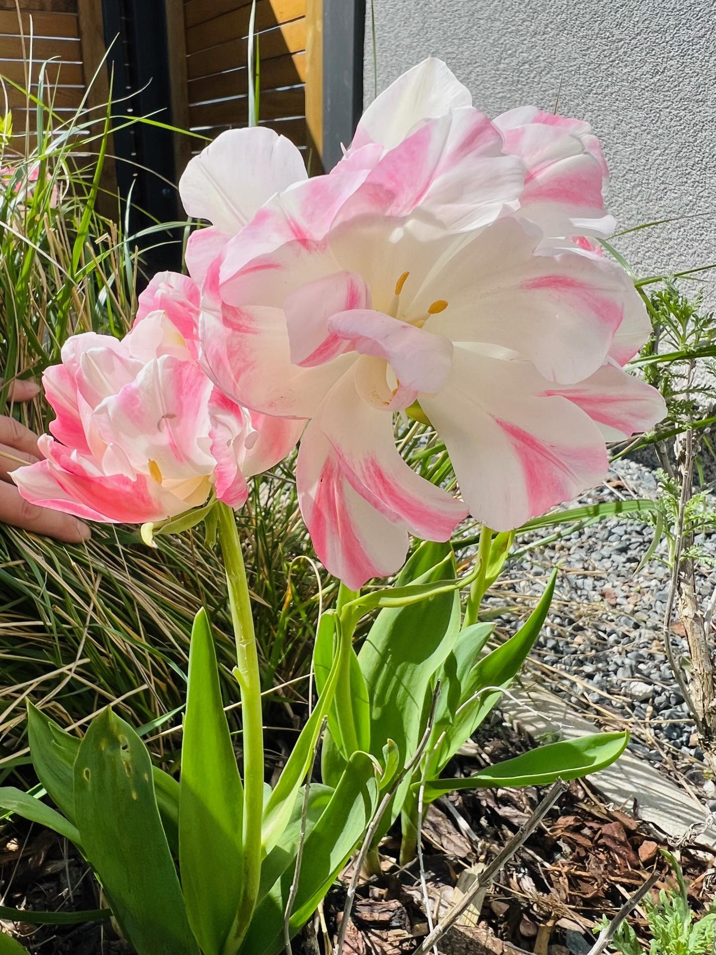 Naše L-ko 2023 - plnokveté tulipány