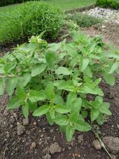 oregano