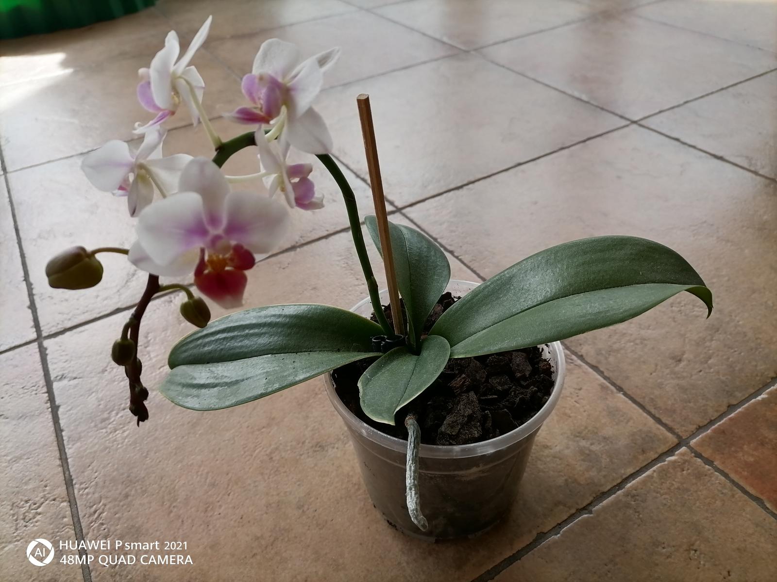 Orchidea  1ročná  - Obrázok č. 1