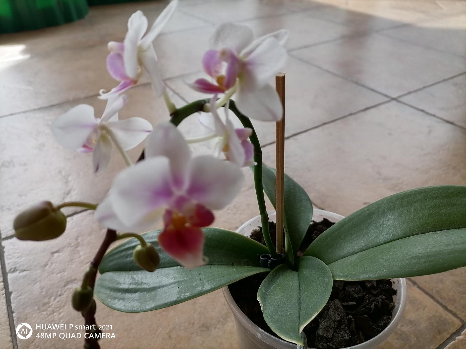 Orchidea  1ročná  - Obrázok č. 2