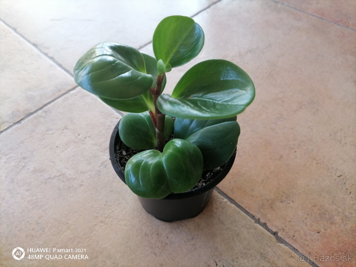 Sukulent izbový /pieprovec magnoliolistý zelený - Obrázok č. 1