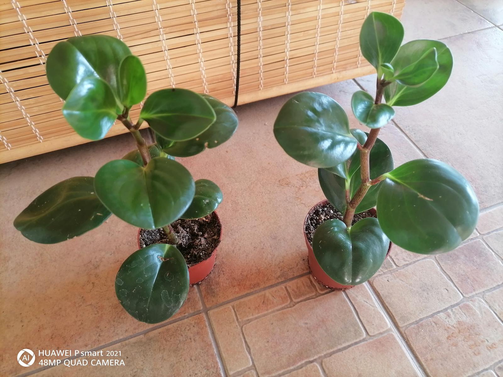 Sukulent izbový /pieprovec magnoliolistý zelený - Obrázok č. 1