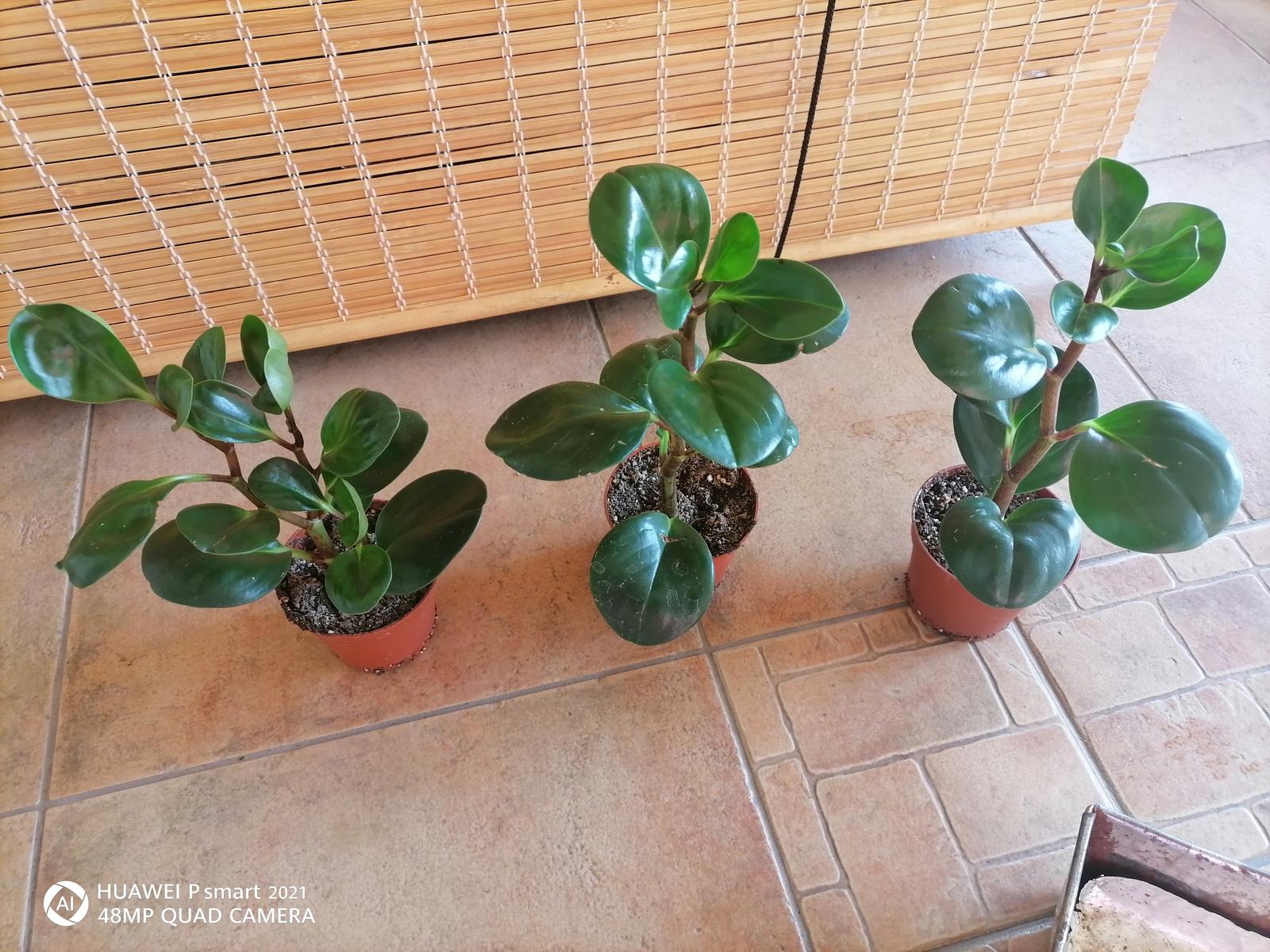 Sukulent izbový /pieprovec magnoliolistý zelený - Obrázok č. 2