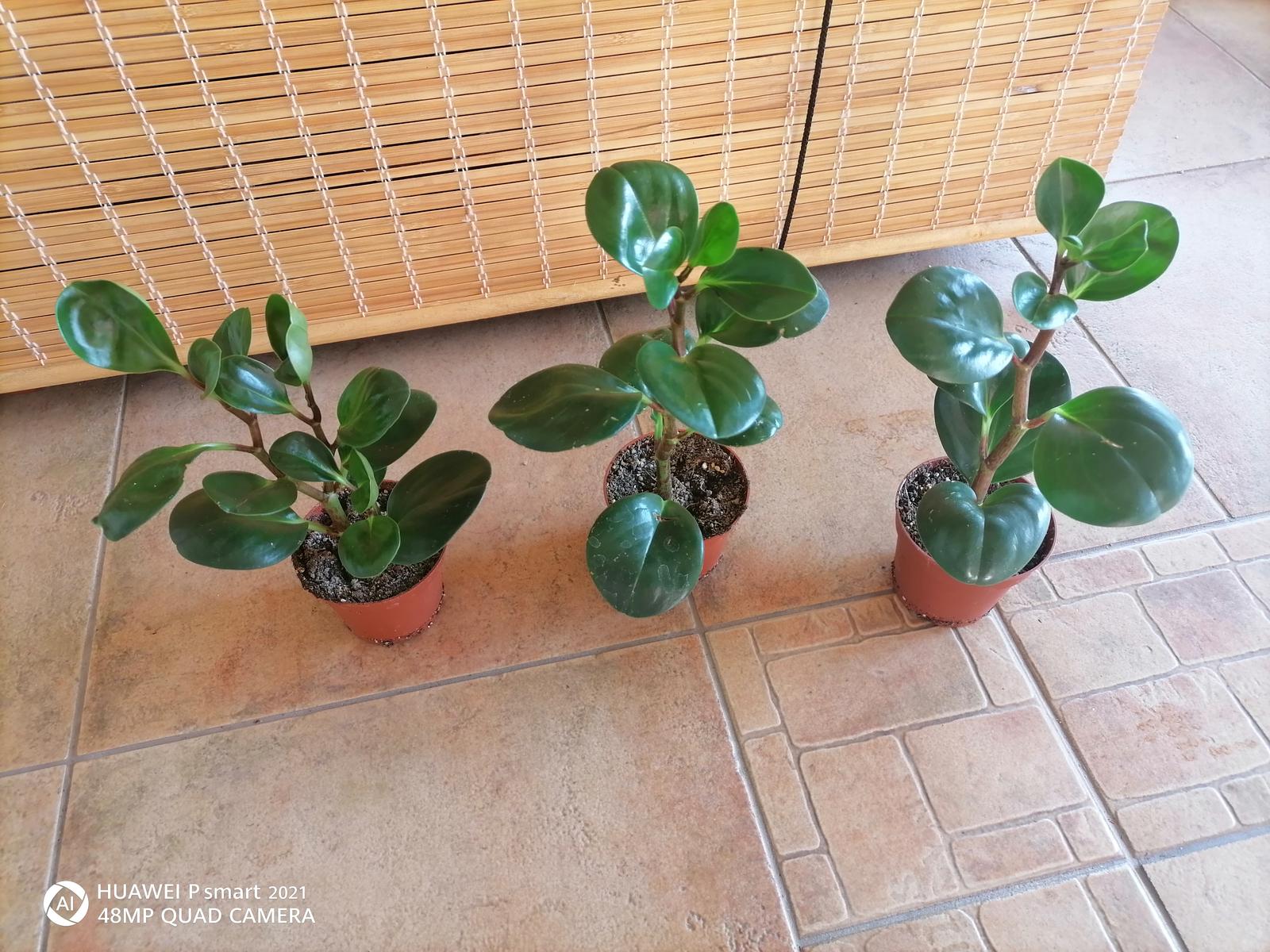 Sukulent izbový /pieprovec magnoliolistý zelený - Obrázok č. 3