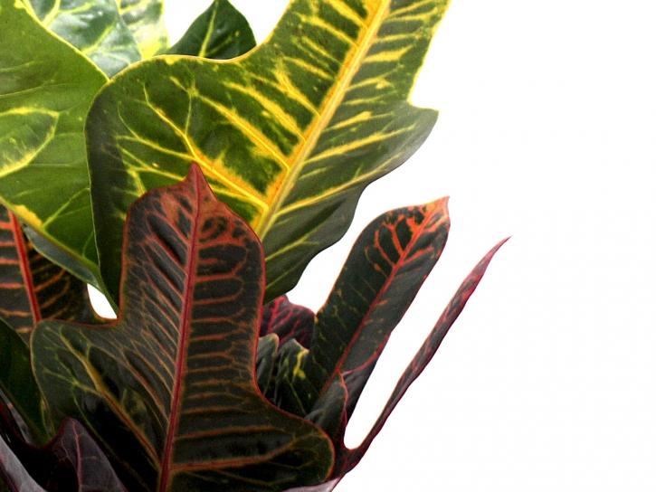 Izbová rastlina Croton strakatý - Obrázok č. 1