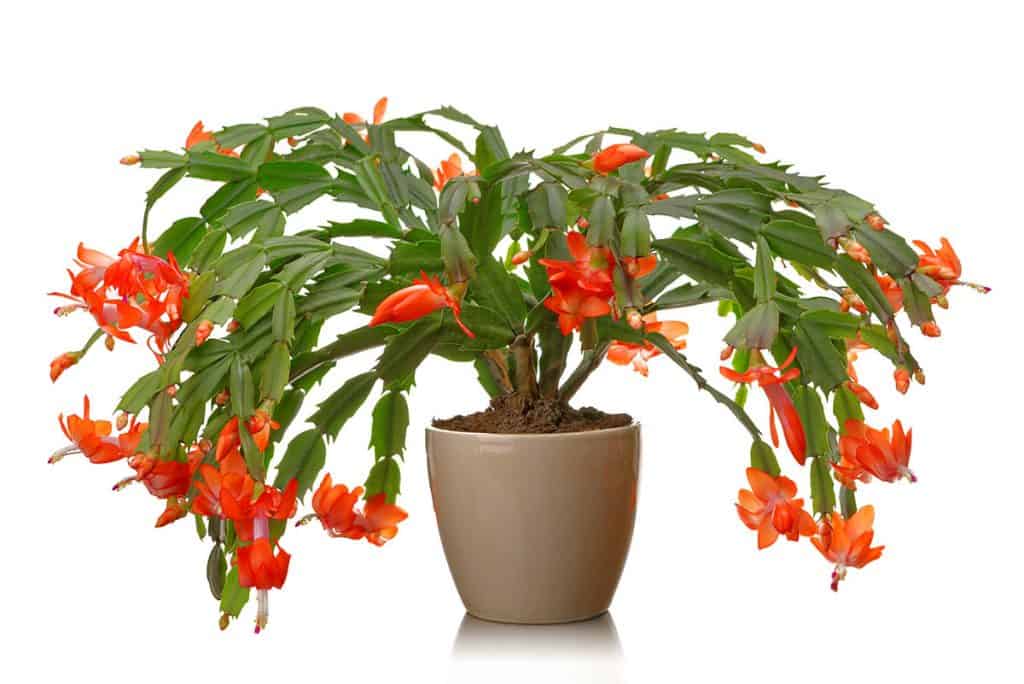 Oranžový vianočný kaktus - Obrázok č. 1
