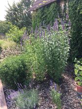 Agastache