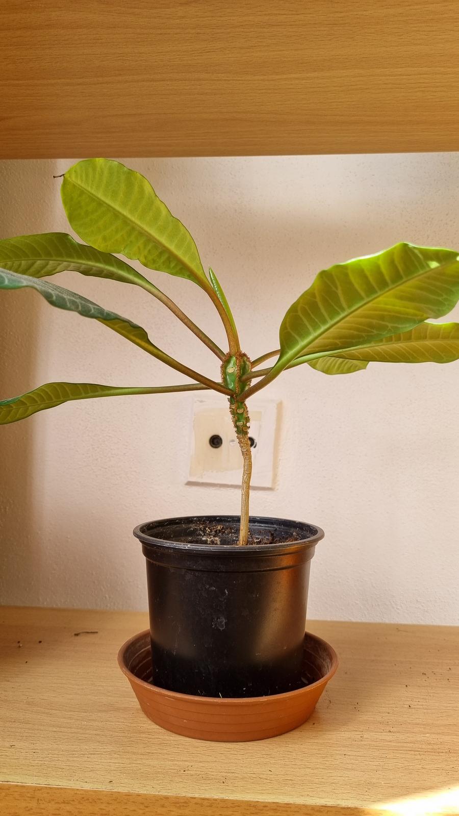 Sukulent Euphorbia leuconeura - Obrázok č. 1