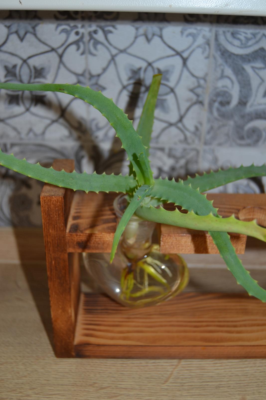Aloe vera - Obrázok č. 1