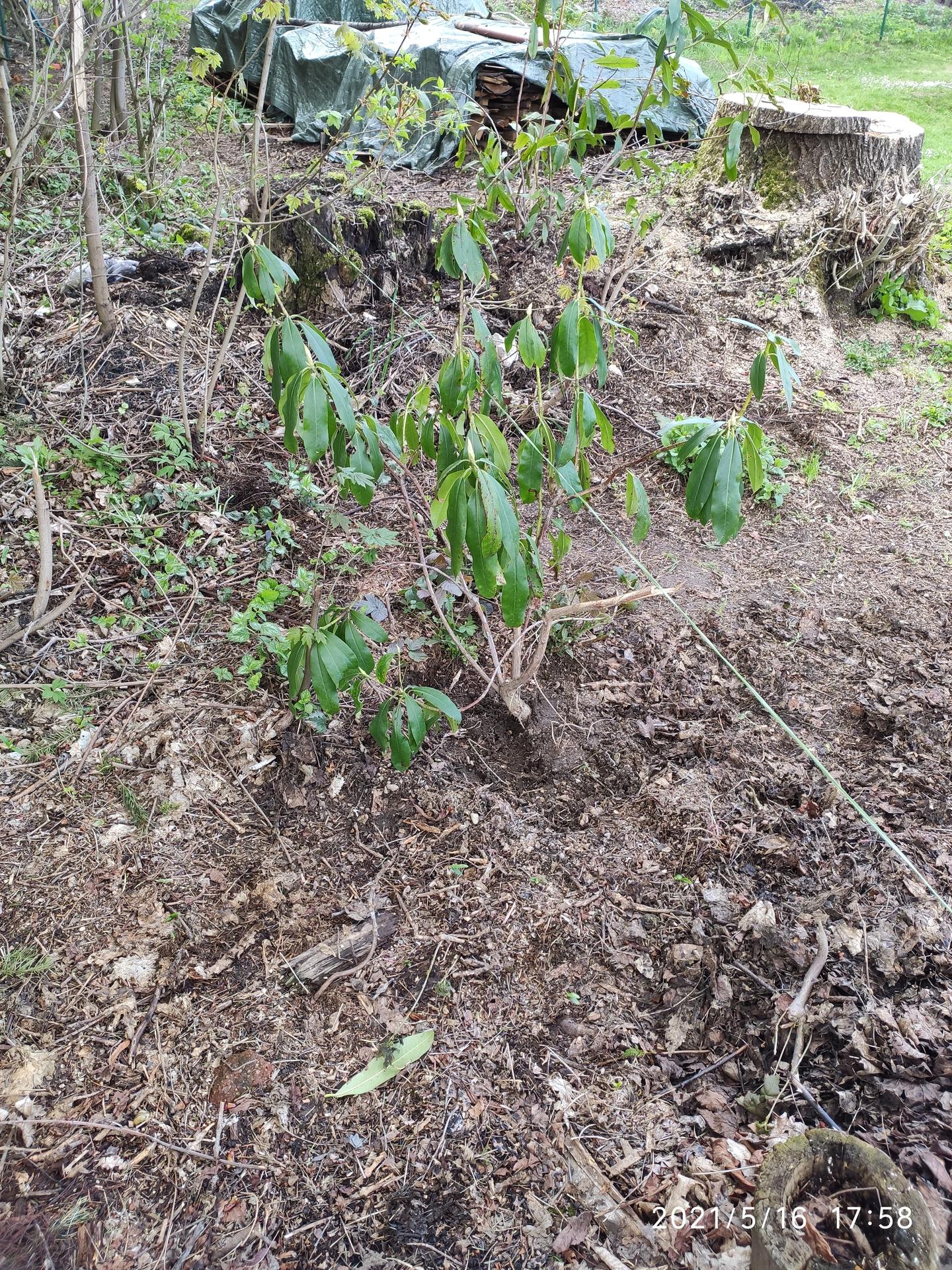 Tak jsme konečně začali dělat plot. A dnes koukám sousedi si na našem pozemku zasadili rododendron :-( . Nevím kam tím směřují, ale budou ho muset dát jinam.... - Obrázek č. 1