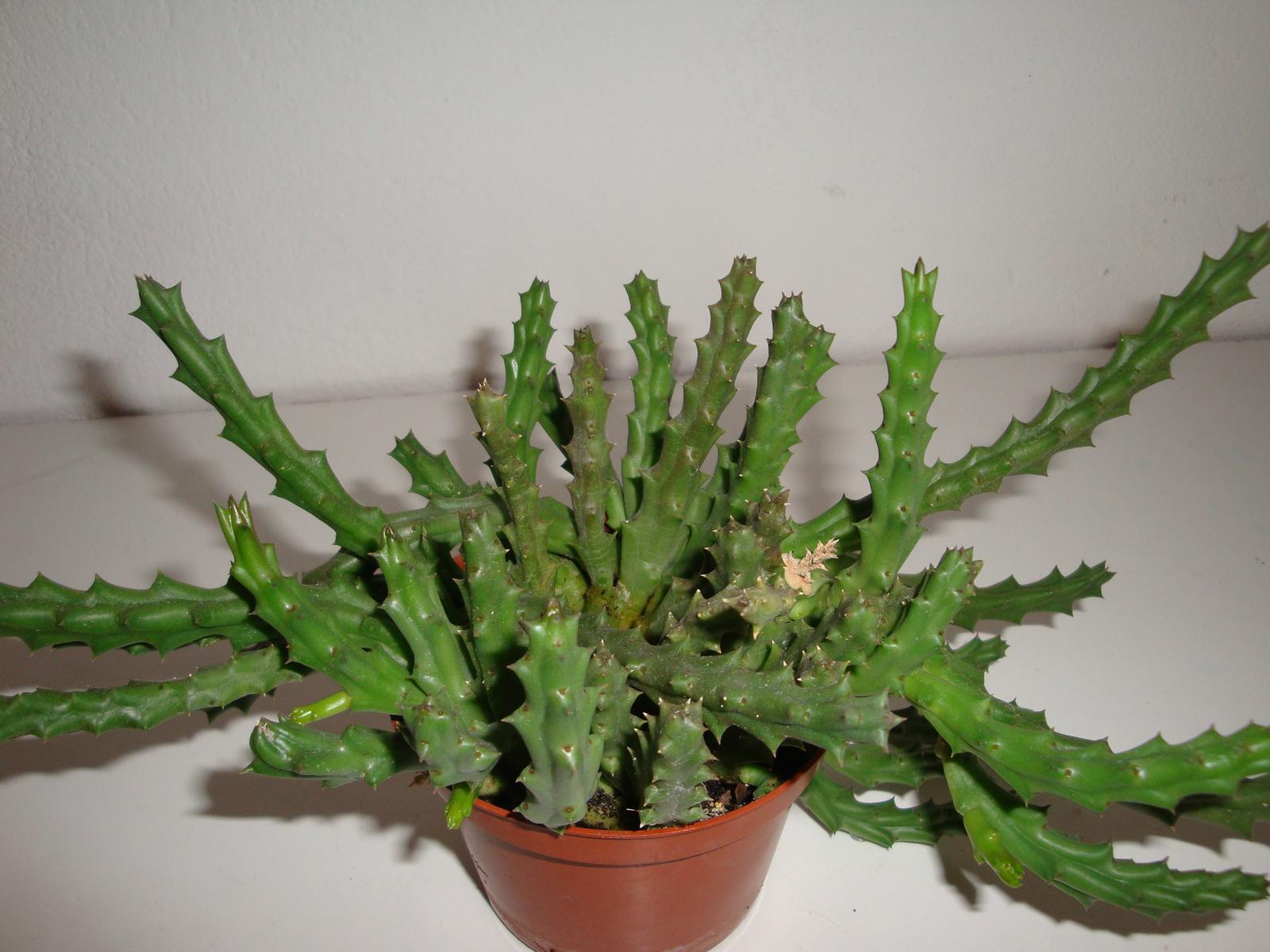 Kaktus - Obrázok č. 1