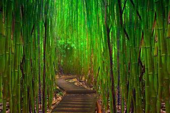 Bambusový les, Maui (Hawaii)