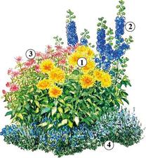 1. Kaktusová dália (Dahlia „Christian Deegen) 2. Stračonôžka (Delphinium) 3. Monarda (Monarda) 4. Veronika hrdobárkovitá (Veronica teucrium)