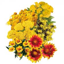 A | Krásnoočko B | Myší chvost C | Echinacea D | Pupalka E | Rozchodník F | Kokarda