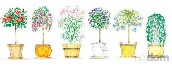 ibištek, fuksia, oleander, lantana, olovník, previsnutá vŕba