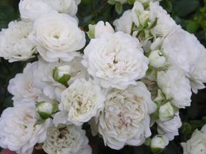 Dnes zasazeny Rosa Fairy White