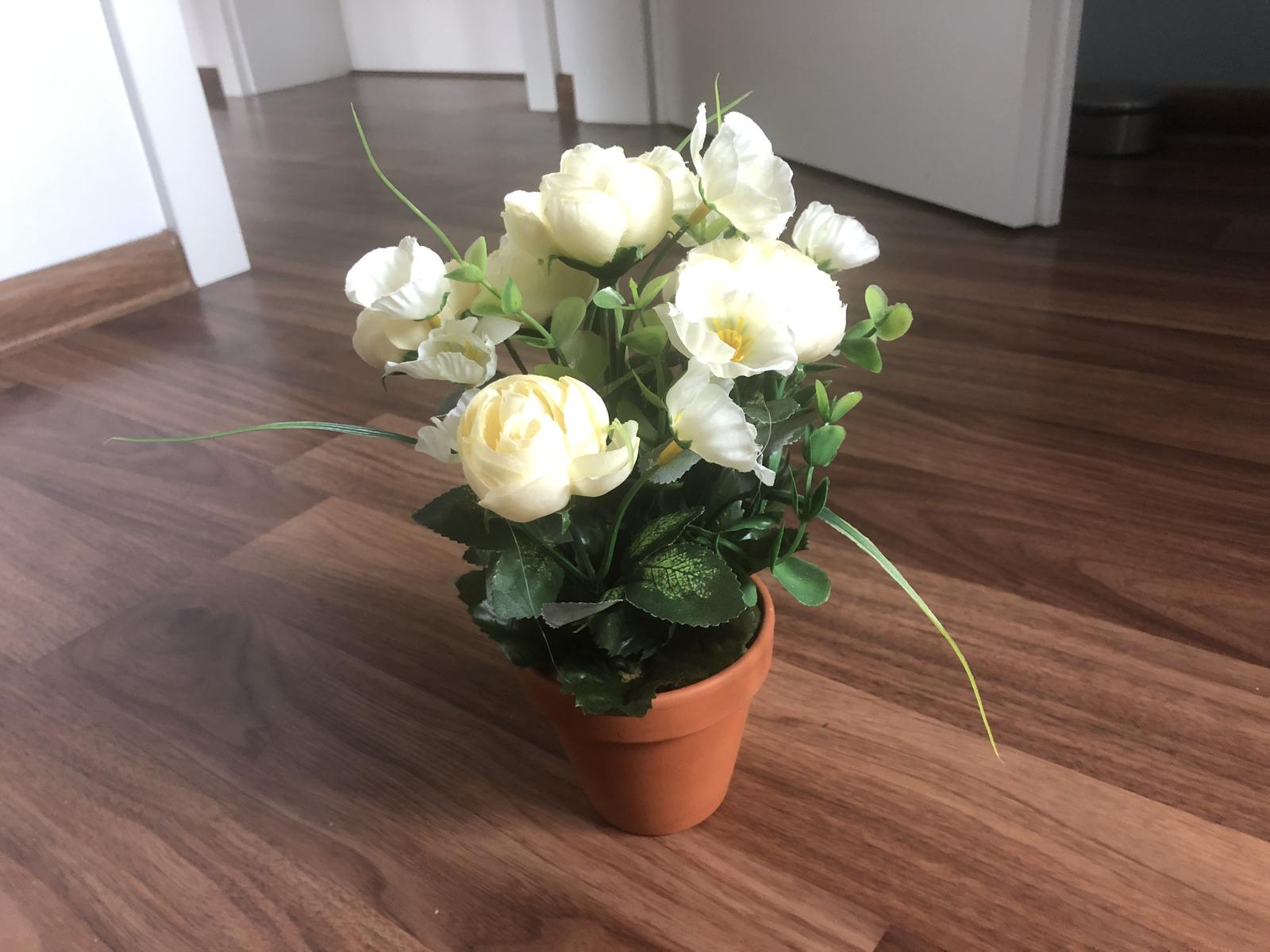 Růžičky bílo žluté v květináčku - Obrázek č. 1