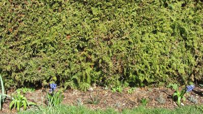 hyacinty