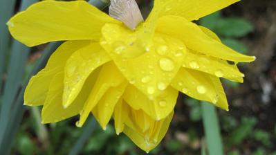 narcis