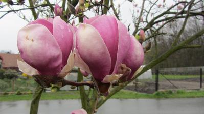 magnolie