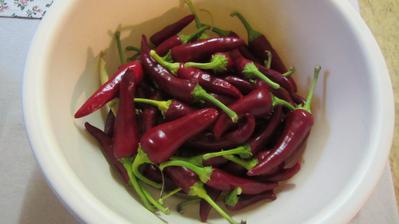 chilli papriky sklizeny