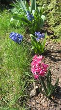 Hyacinty