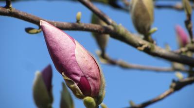 magnolie