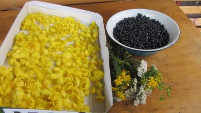 něco z darů okolních lesů - divizna, řebříček, třezalka a borůvky - mix chutí, vůní a zdraví