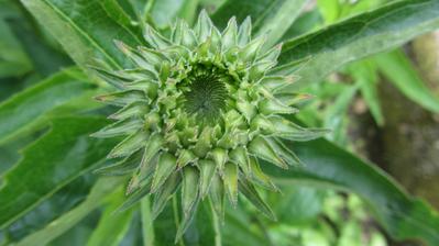 echinacea