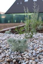 artemisia + verbena